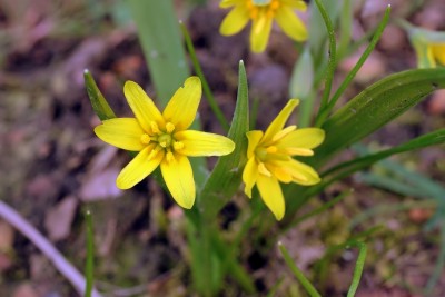 Gagea lutea (1a).jpg