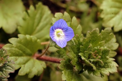 Veronica persica (1).jpg