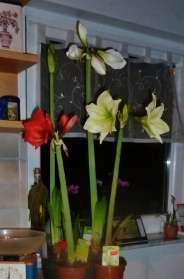 P1050221 (675x1024).jpg