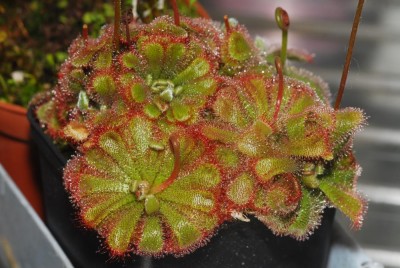 DSC_0178_Drosera_aliciae.jpg