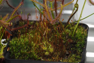 DSC_0181_Drosera_binata.jpg