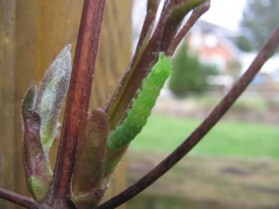 Frühlingsboten 2014 004.JPG