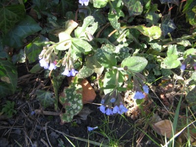 Frühlingsboten 2014 005.JPG