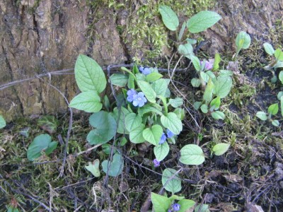 Frühlingsboten 2014 006.JPG