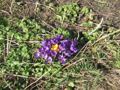 Frühlingsboten 2014 007.JPG