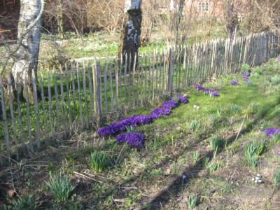 Frühlingsboten 2014 008.JPG