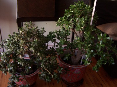000_0133.JPG