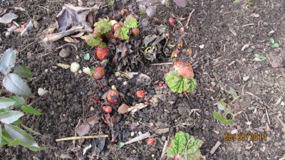 Garten 2013_2956.jpg