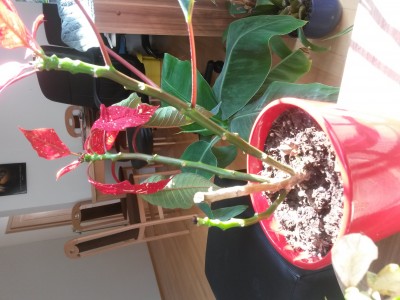 eukalyptusbaum zimmerpflanze Eukalyptus kaufen - Eucalyptus Gunnii Duftpflanze :19 H:50 cm