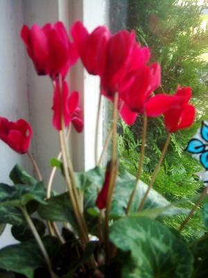 Überwintern von meinen Pflanzen 2007 001.jpg