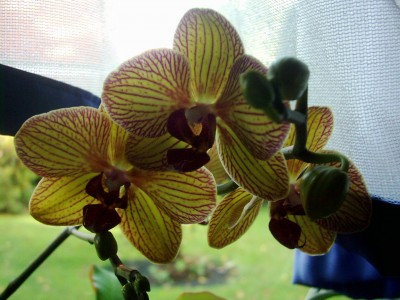 Überwintern von meinen Pflanzen 2007 003.jpg