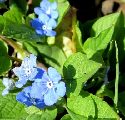 Frühling 2014 004.jpg