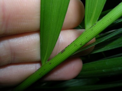 DSCN6177.JPG