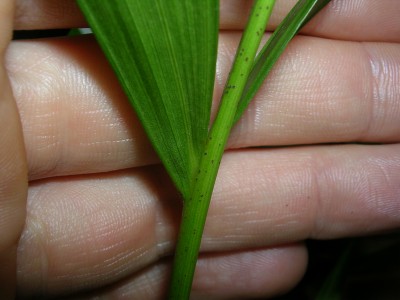 DSCN6178.JPG