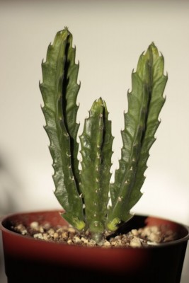 Stapelia am 10.03.2014.jpg