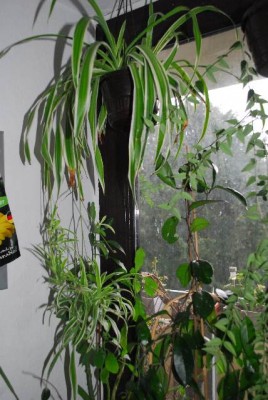 Chlorophytum 031yy.jpg