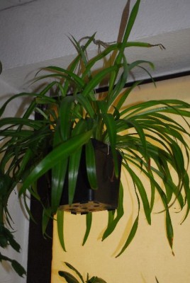Chlorophytum 032yy.jpg