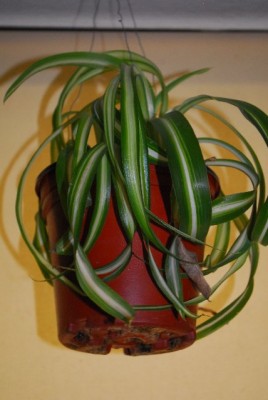 Chlorophytum 033yy.jpg