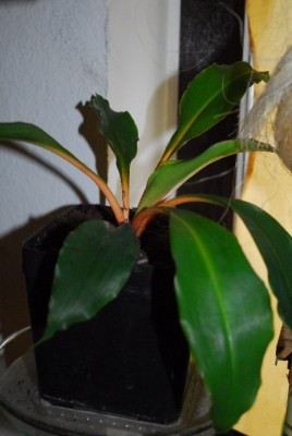 Chlorophytum 034yy.jpg