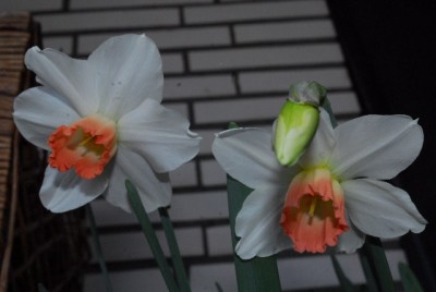 Frühling14 001yy.jpg