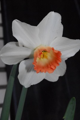 Frühling14 002yy.jpg