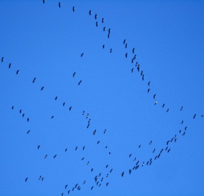 Frühling 2014 0420.jpg