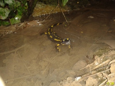 Sst 9.3.14(1) (Kopie).jpg