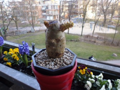 P1000186.JPG