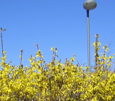 Frühling 2014 009.jpg