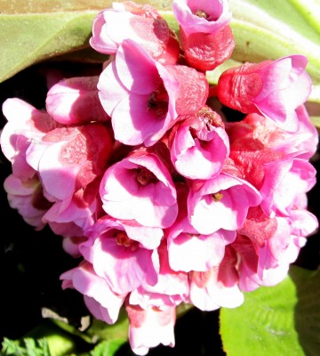 Frühling 2014 0088.jpg