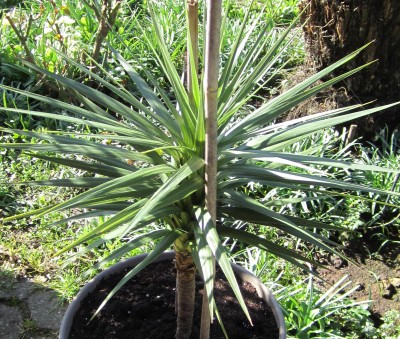 Cordyline.jpg