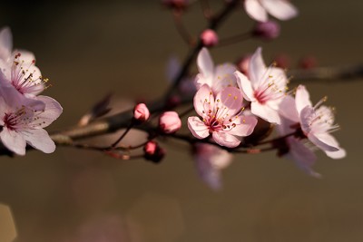 _DSC4647-(1).jpg
