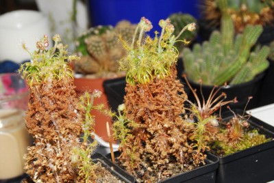 DSC_0229_D_scorpioides.jpg