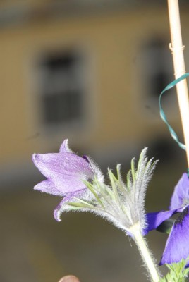 DSC_0221_Kuhschelle.jpg