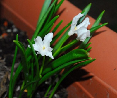 Frühling14 003yy.jpg