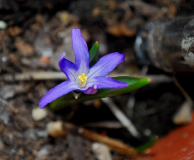 Frühling14 004yy.jpg