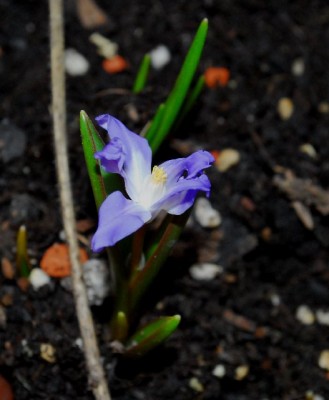 Frühling14 005yy.jpg