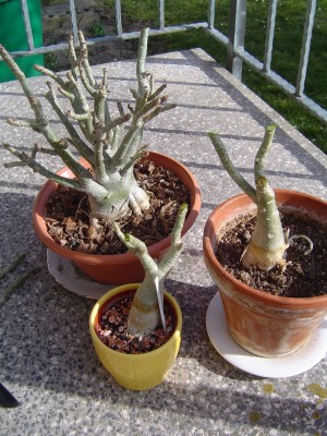 Adenium beschnitten.jpg