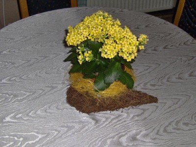 Gelbe Kalanchoe.jpg