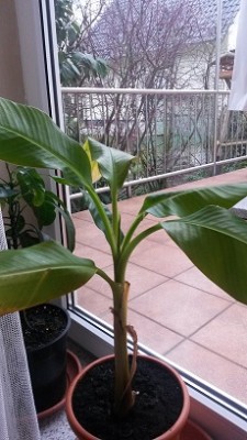 Banane1.jpg