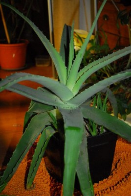 Aloe14 007yy.jpg