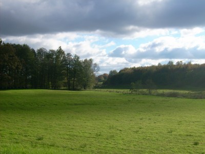 Pflanzen 077.jpg