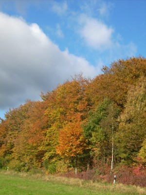 Pflanzen 079.jpg