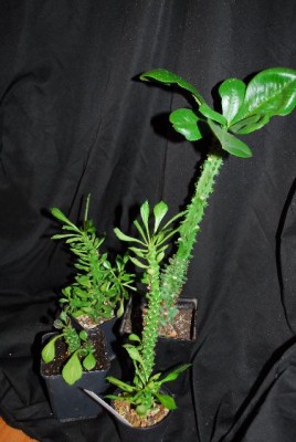 Monadenium14 001yy.jpg