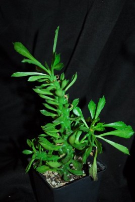 Monadenium14 002yy.jpg