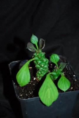 Monadenium14 003yy.jpg