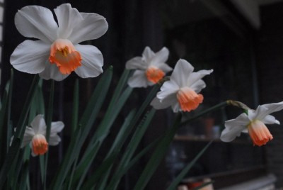 Frühling14 007yy.jpg