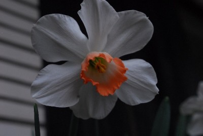 Frühling14 008yy.jpg