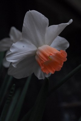 Frühling14 009yy.jpg