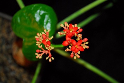 Jatropha 055yy.jpg
